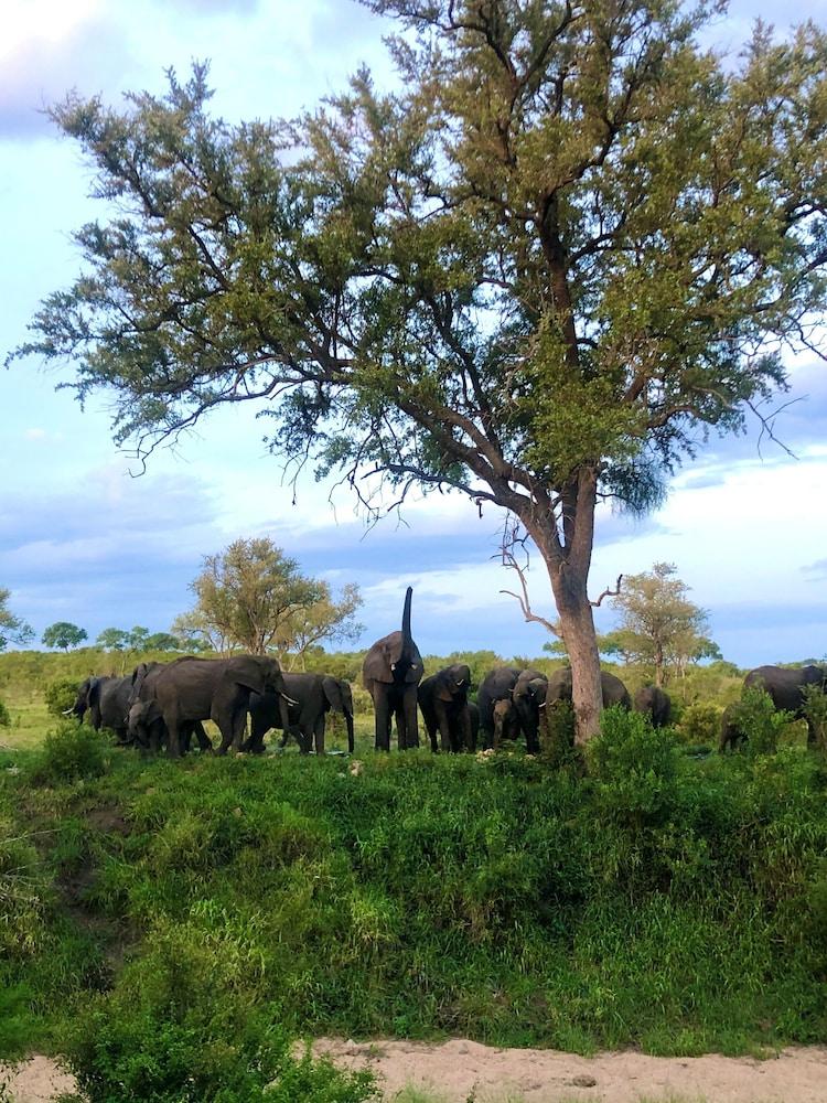 Hoyo Hoyo Safari Lodge Mluwati Concession Ngoại thất bức ảnh